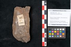 Foto (Objekt + Etikett) von Asterophyllites equisetiformis Br. (NHMW-GEO-2024-0188-11005)